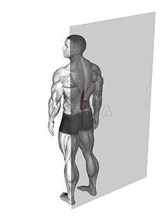 Rouler la boule monteur Spinae demonstration