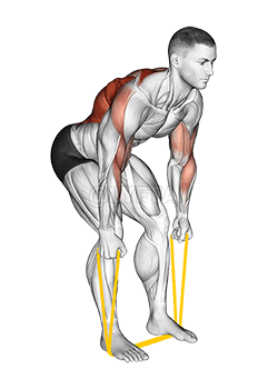 Resistance Band Bent Over Neutral Grip Row demonstration