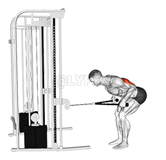 रस्सी अटैचमेंट के साथ केबल बेंट-ओवर न्यूट्रल ग्रिप किकबैक demonstration