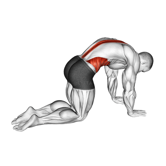 Ente y'embwa Stretch demonstration