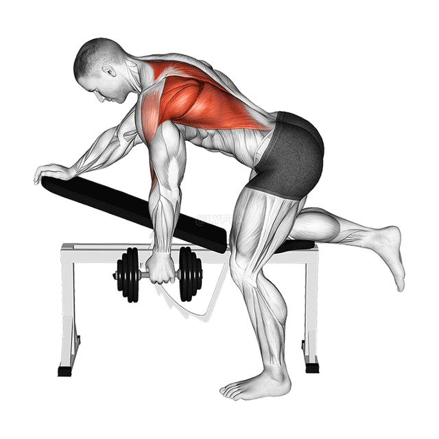 Haltere curvado sobre a remada de braço único demonstration