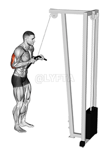 Overhead Triceps Extension Video Guide Lyfta