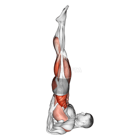 Shoulder Stand Yoga Pose demonstration