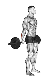 Barbell Standing Back Wrist Curl