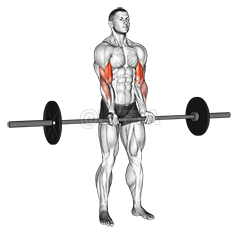Barbell Standing Close Grip Curl
