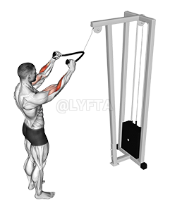 Cable Standing Pulldown 