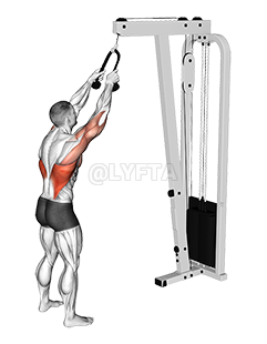 Cable Straight Arm Pulldown 