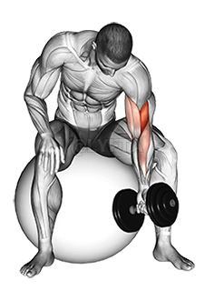 Dumbbell One Arm Concetration Curl 