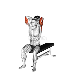 Seated Bench Extension