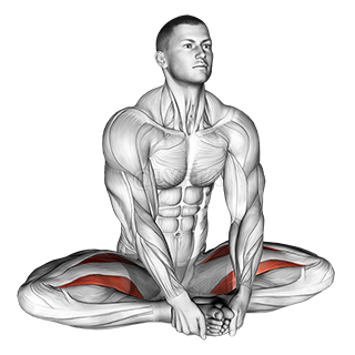 Seated Groin Stretch 