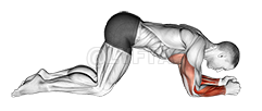 Modified Push Up to Forearms