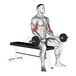 Seated Curls