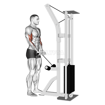 클로즈 그립 컬 demonstration