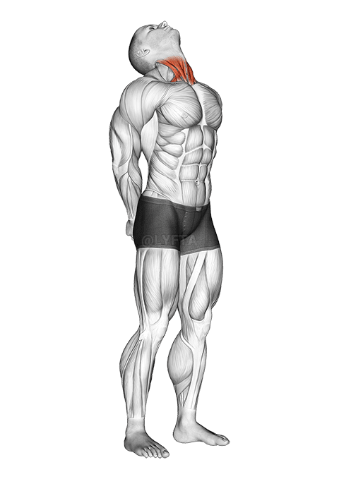 Thumbnail for the video of exercise: ਗਰਦਨ ਐਕਸਟੈਂਸ਼ਨ ਸਟ੍ਰੈਚ