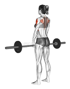 Barbell Upright Row 