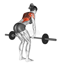 Barbell Bent Over Row 