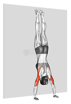 Handstand Push-Up 