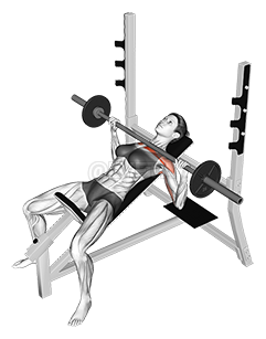 Barbell Incline Bench Press 