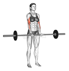 Barbell Standing Close Grip Curl 