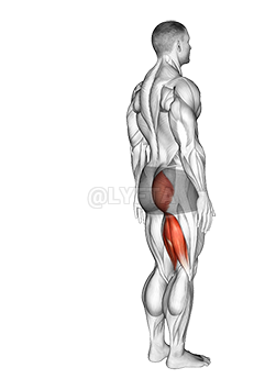 Hip - Extension - Articulations