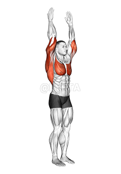 어깨 - 확장 - 관절 demonstration