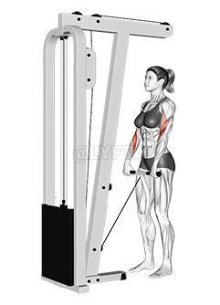 Cable Standing Reverse Grip Curl 