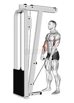 Cable Standing Reverse Grip Curl 