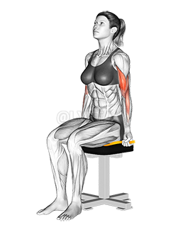 Resistance Band Seated Biceps Curl 