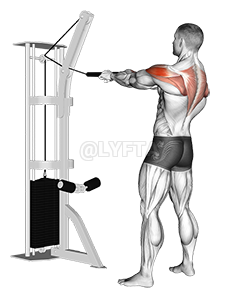 Cable Standing Rear Delt Horizontal Row 