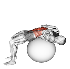 Weighted Stability Ball Crunch 