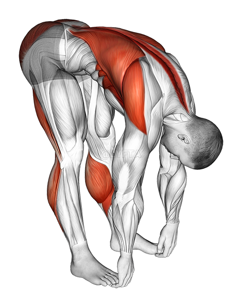 Standing Hamstrings and Back Stretch
