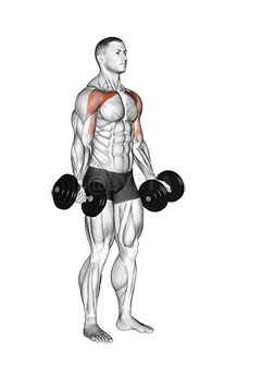 Dumbbell Low Fly