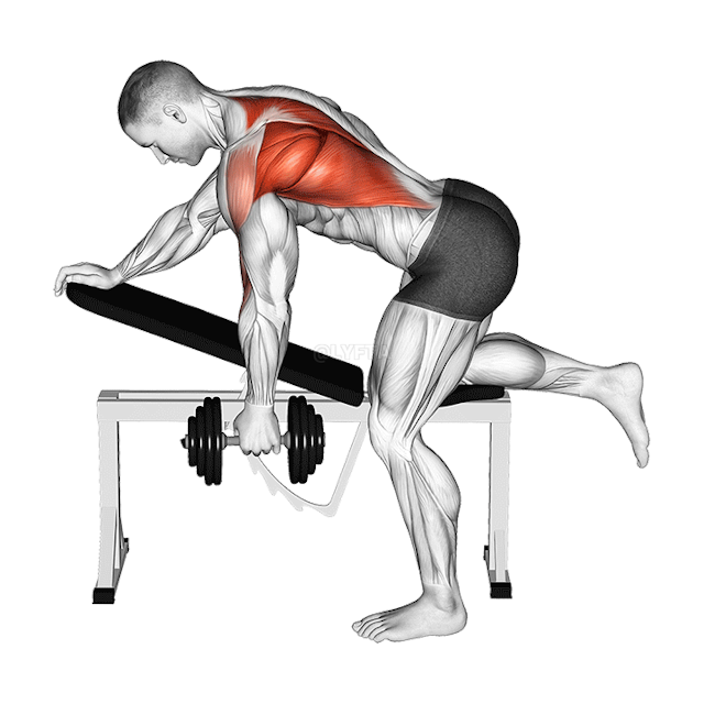Dumbbell Bent over Single Arm Row 