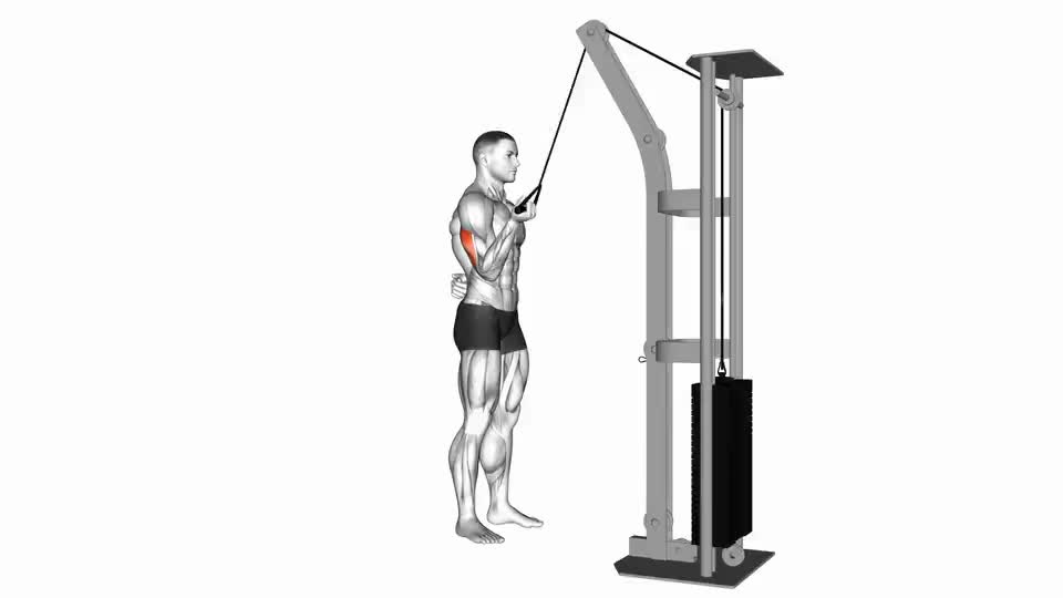 Cable Standing One Arm Triceps Extension Video Guide Lyfta