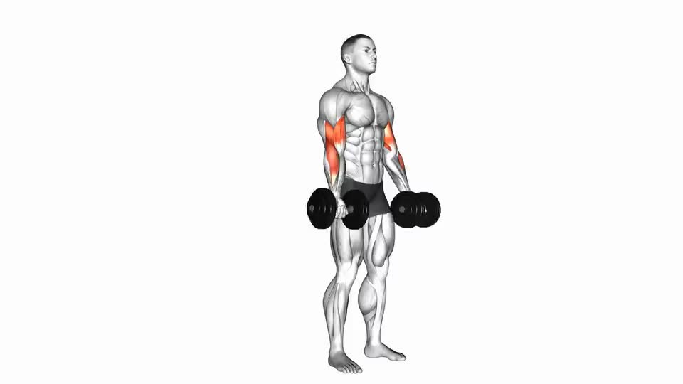 Image of Dumbbell Biceps Curl