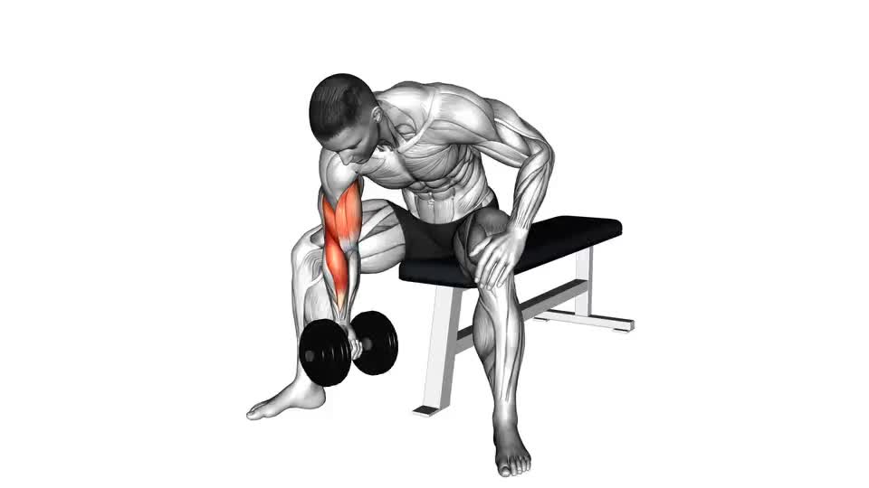 Dumbbell Concentration Curl Video Guide Lyfta