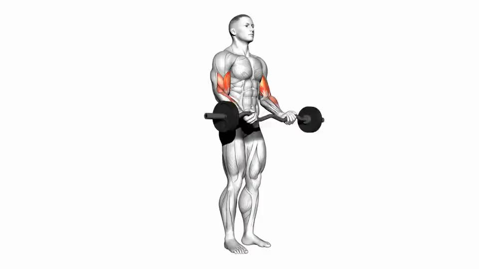 Image of EZ Barbell Curl